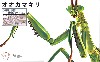 いきもの編 オオカマキリ メタリックシルバー