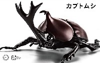 いきもの編 カブトムシ