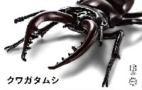 いきもの編 クワガタムシ