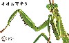 いきもの編 オオカマキリ