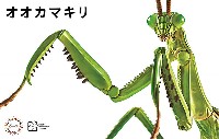 いきもの編 オオカマキリ