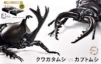 フジミ 自由研究 いきもの編 クワガタムシ vs カブトムシ 対決セット ゴールド仕様