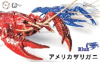 いきもの編 アメリカザリガニ ブルー