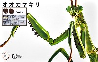 フジミ 自由研究 いきもの編 オオカマキリ 茶色バージョン