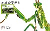 オオカマキリ クリアーグリーン バージョン