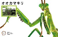 フジミ 自由研究 オオカマキリ クリアーグリーン バージョン